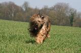 BRIARD 154